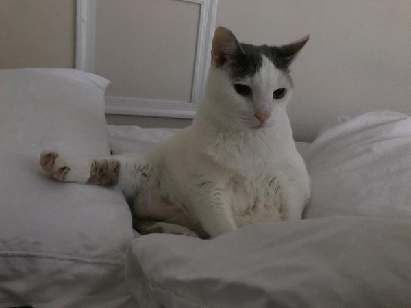 /Images/uploads/Humane Rescue Alliance/HRACalendarPhotoContest/entries/8589thumb.jpg